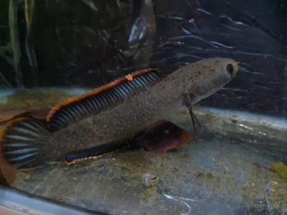 海南雷龍魚品種大全圖