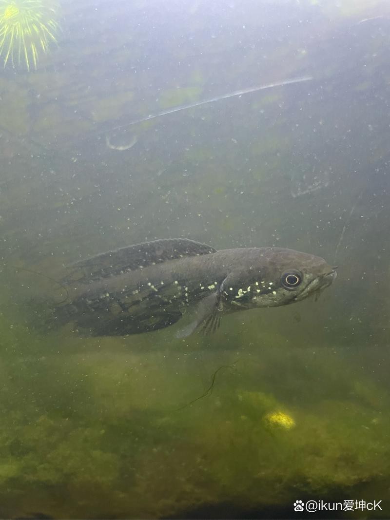 海南雷龍魚品種大全圖