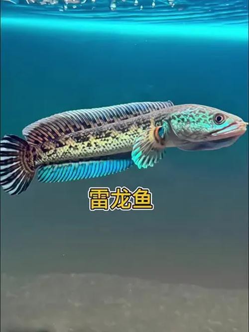 海南雷龍魚品種大全圖