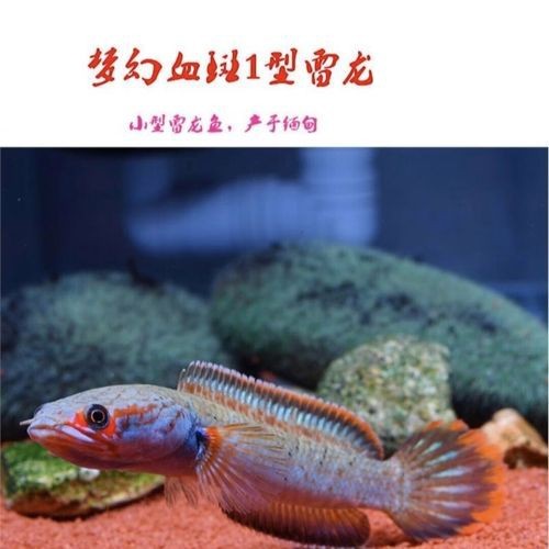 海南雷龍魚品種大全圖
