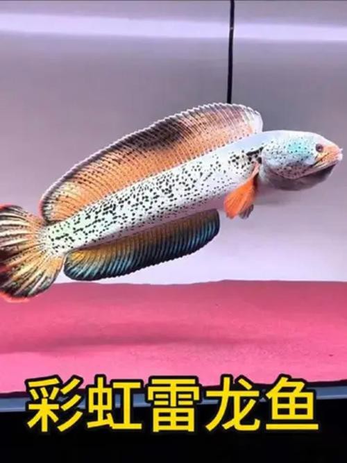 海南雷龍魚品種大全圖