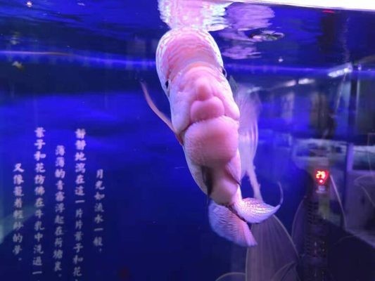<strong><mark>大同</mark></strong>市礦區宏海水族館（<strong><mark>大同</mark></strong>水族館在哪里）