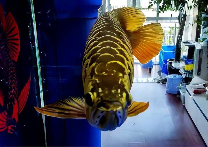 紅龍魚(yú)怎么區(qū)分公母圖解 紅龍魚(yú)怎么區(qū)分公母圖解 龍魚(yú)論壇 第2張