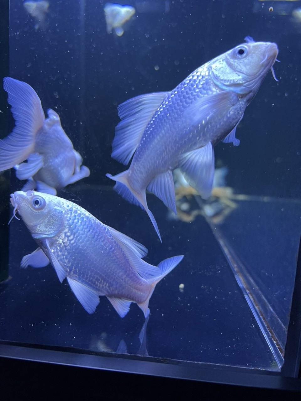 能幫我看看我這個蝴蝶鯉的品相如何嘛