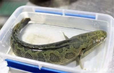 金龍魚貴還是銀龍魚貴（金龍魚貴還是銀龍魚貴還是紅龍魚貴）