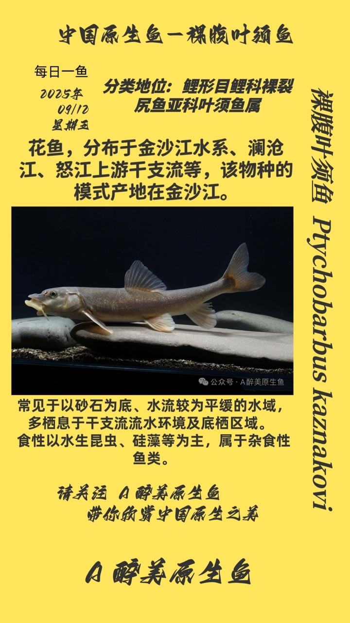 裸腹葉須魚