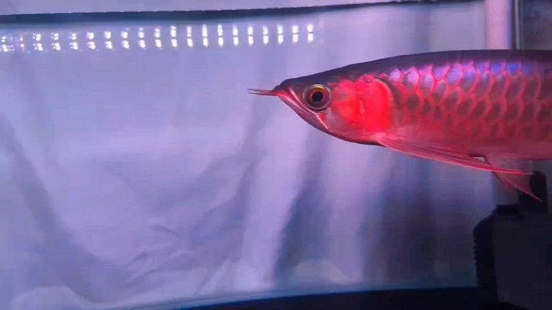 紅龍證書芯片可信嗎