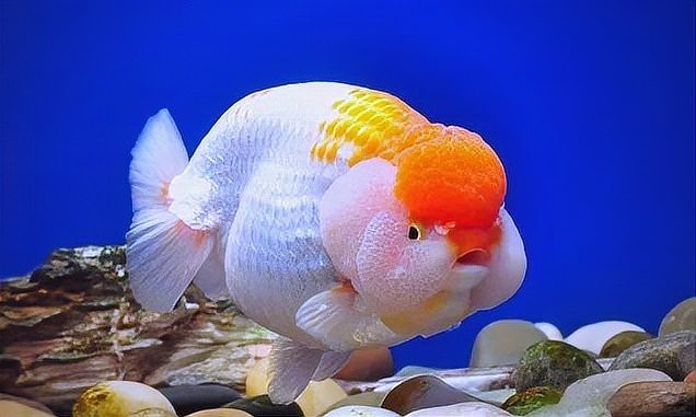 金魚擋災的10個跡象