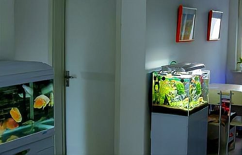 怎樣算是魚缸正對門