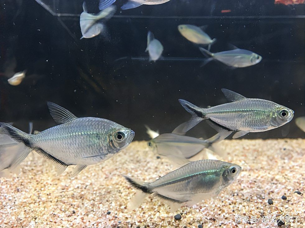 60缸養(yǎng)多少黑尾大勾 60缸養(yǎng)多少黑尾大勾 龍魚(yú)論壇 第2張