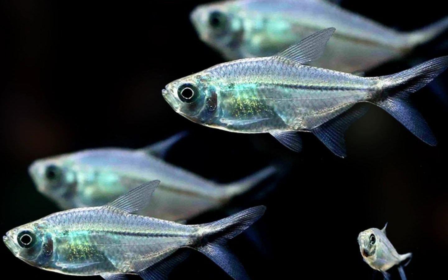 60缸養(yǎng)多少黑尾大勾 60缸養(yǎng)多少黑尾大勾 龍魚(yú)論壇 第6張