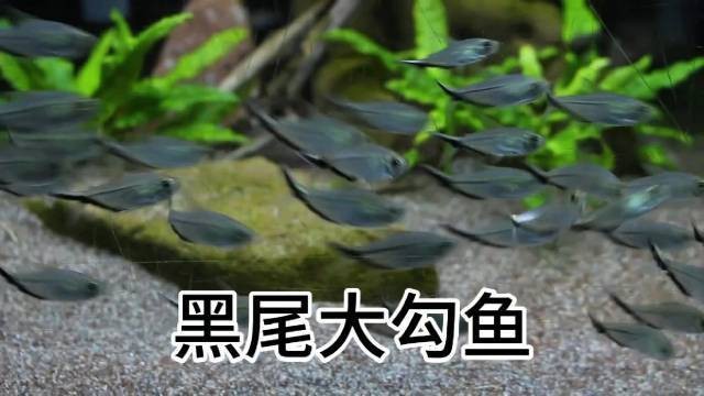 60缸養(yǎng)多少黑尾大勾 60缸養(yǎng)多少黑尾大勾 龍魚(yú)論壇 第5張