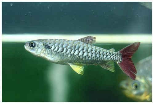 紅尾平克魚圖片