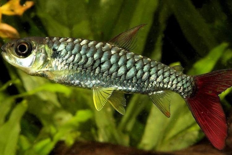 紅尾平克魚圖片