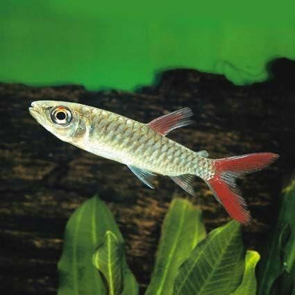 有哪些食物應該避免喂給貴池龍魚，喂養貴池龍魚時，有幾種食物應當避免或謹慎選擇，以確保它們健康 有哪些食物應該避免喂給貴池龍魚，喂養貴池龍魚時，有幾種食物應當避免或謹慎選擇，以確保它們健康 龍魚百科 第1張