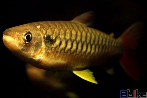 紅尾平克魚圖片