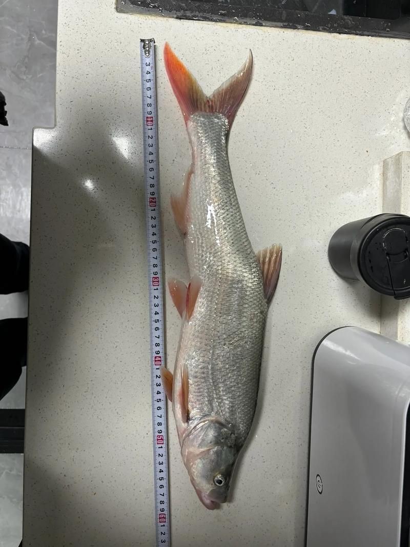 紅尾平克魚圖片