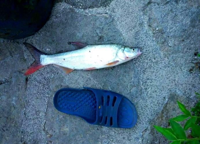 紅尾平克魚圖片