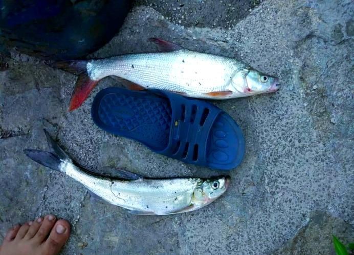 紅尾平克魚圖片