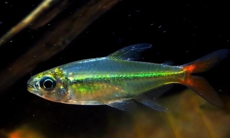 紅尾平克魚圖片