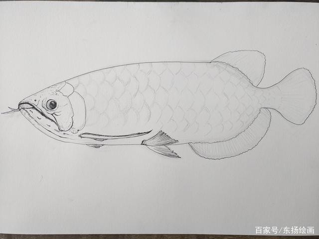 龍魚的簡筆畫
