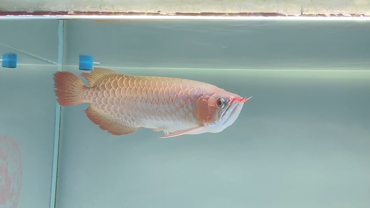 龍魚燒旗燒尾 龍魚燒旗燒尾 龍魚論壇