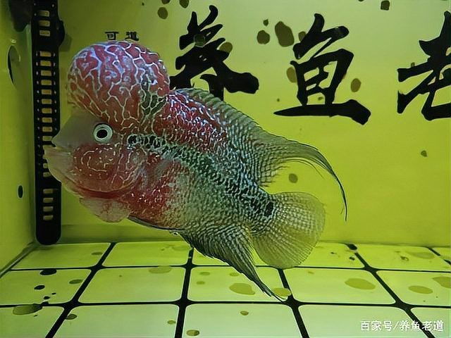 停食期間多久換一次水？ 停食期間多久換一次水？ 龍魚百科 第4張