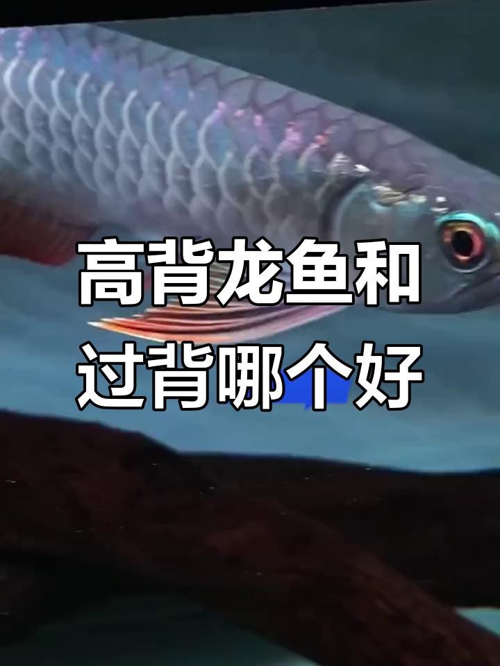 龍魚高背和過背哪個好 龍魚高背和過背哪個好 龍魚論壇 第7張