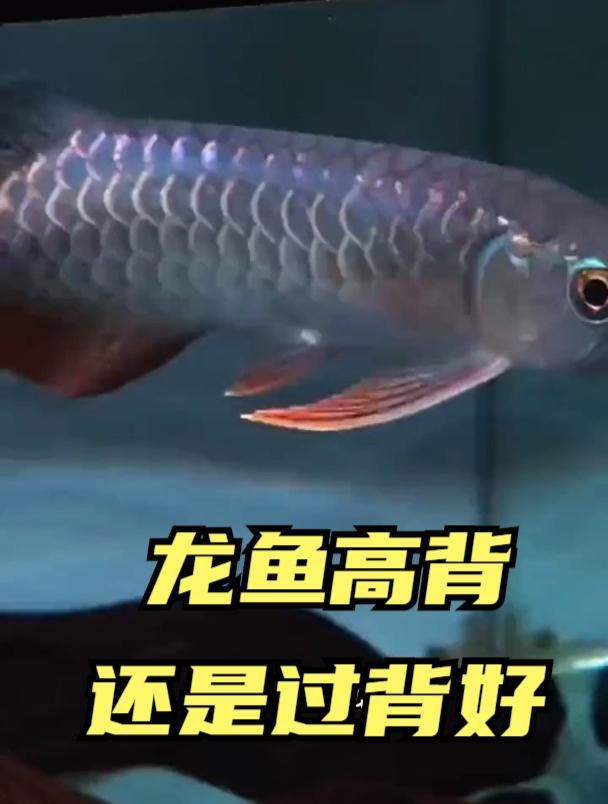 龍魚高背和過背哪個好 龍魚高背和過背哪個好 龍魚論壇 第8張