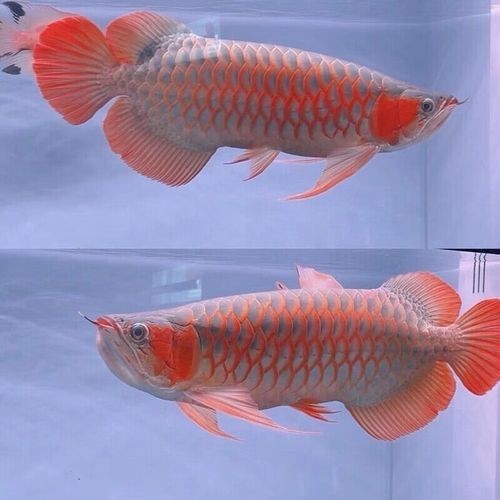 藍色金龍魚值多少錢一條啊圖片