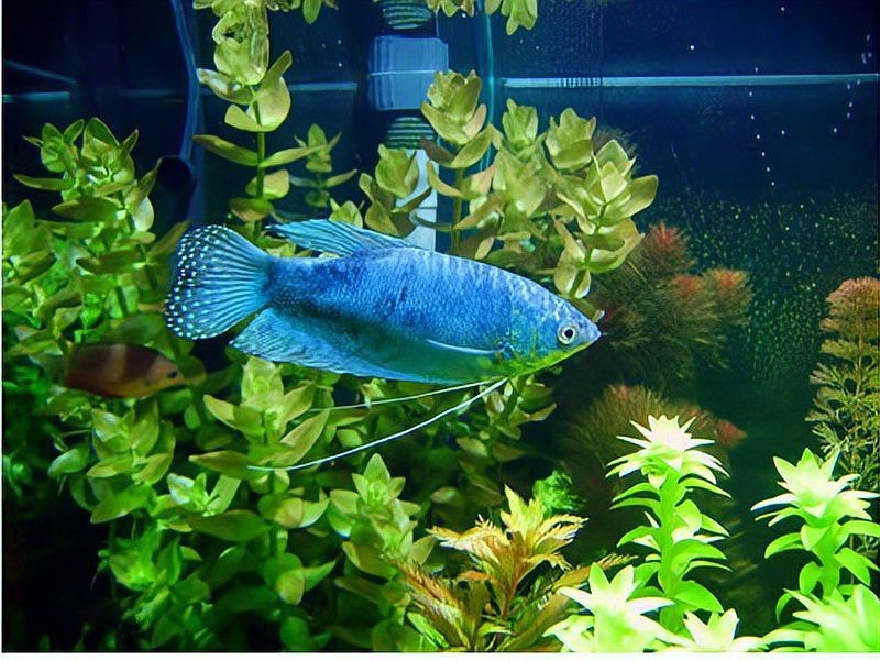藍色金龍魚值多少錢一條啊圖片