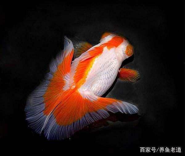 魚的白點病會自愈嗎