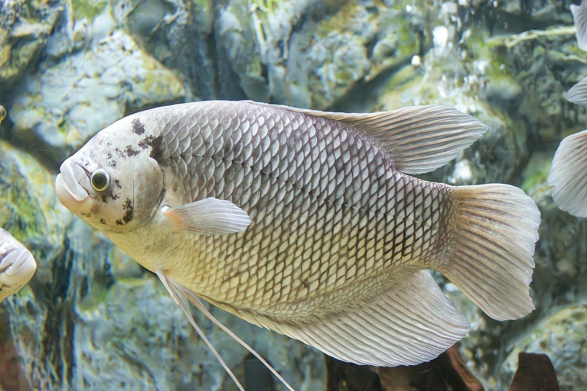 魚的白點病會自愈嗎