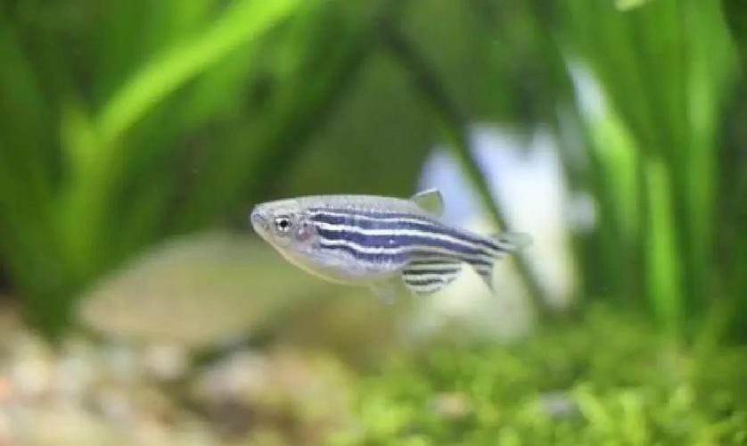 斑馬魚產卵前兆圖片