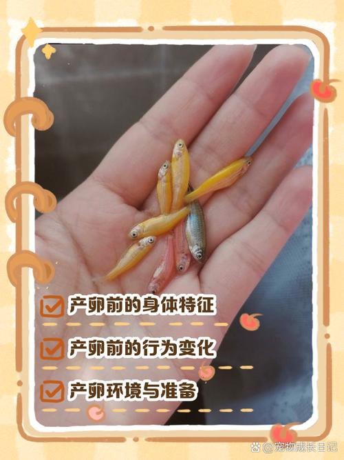 斑馬魚產卵前兆圖片