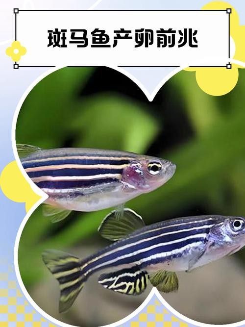 斑馬魚產卵前兆圖片