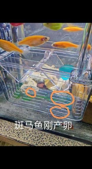 斑馬魚產卵前兆圖片