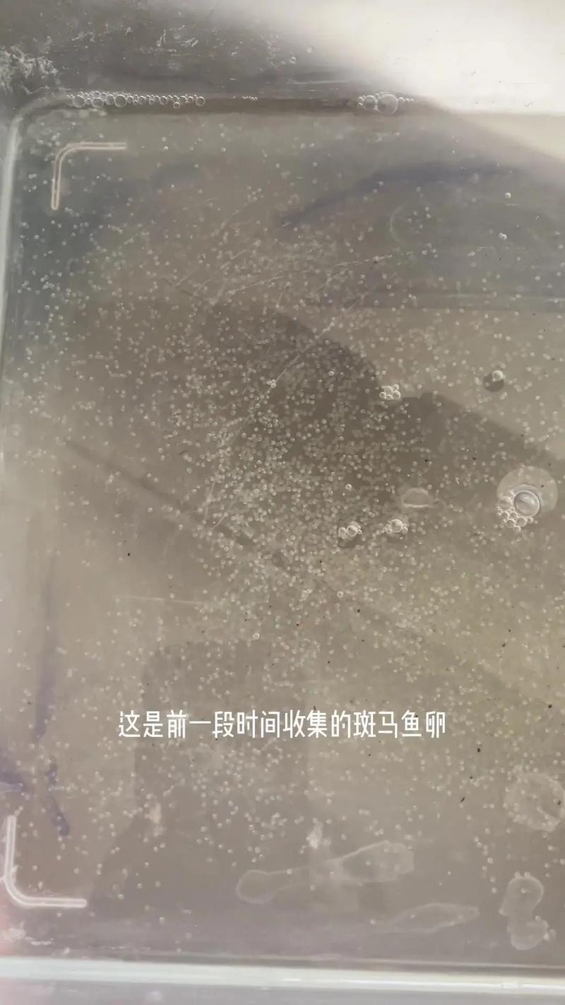 斑馬魚產卵前兆圖片
