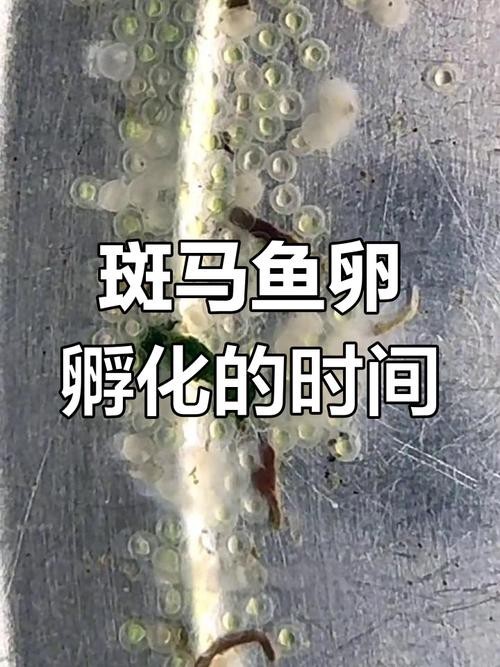 斑馬魚產卵前兆圖片