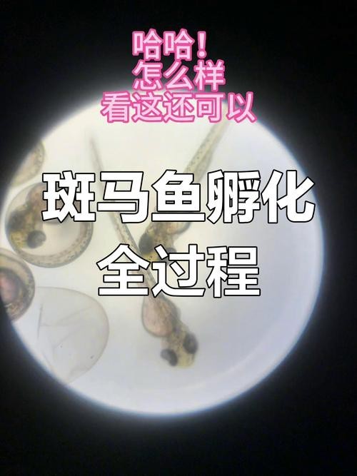 斑馬魚產卵前兆圖片