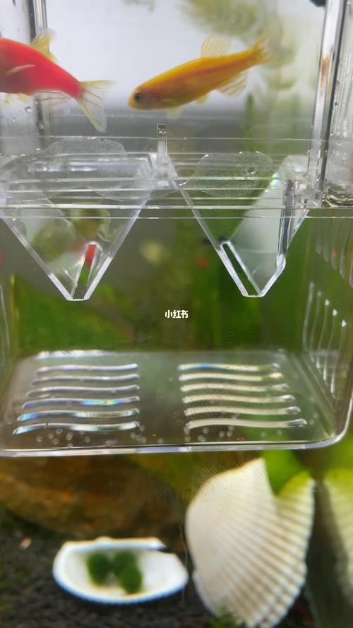 斑馬魚產卵前兆圖片