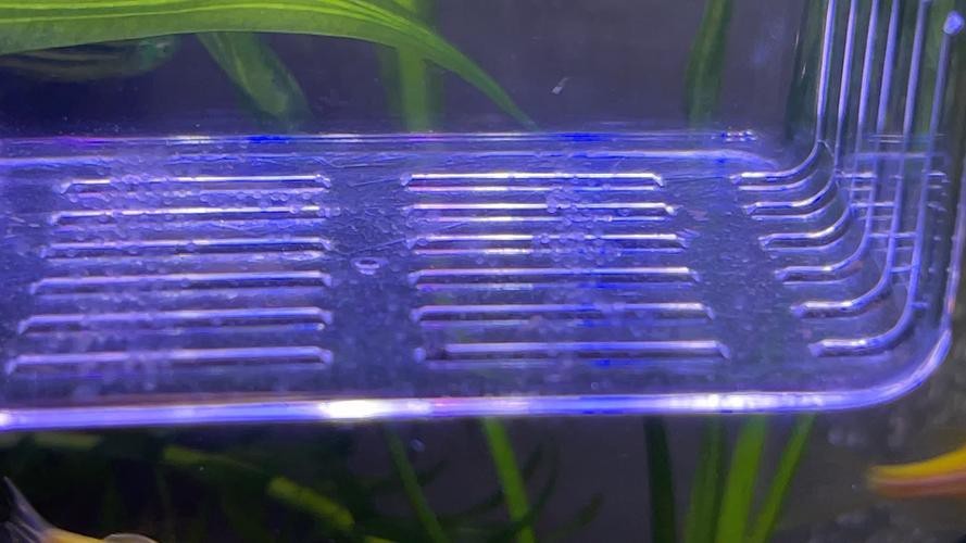 斑馬魚產卵前兆圖片