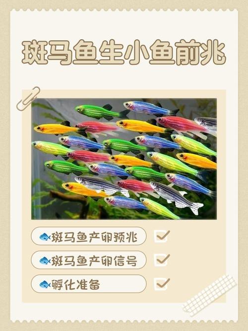 斑馬魚產卵前兆圖片