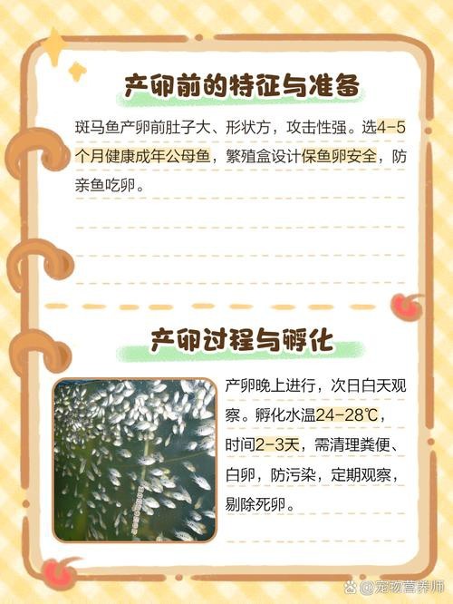 斑馬魚產卵前兆圖片