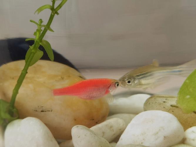 斑馬魚產卵前兆圖片