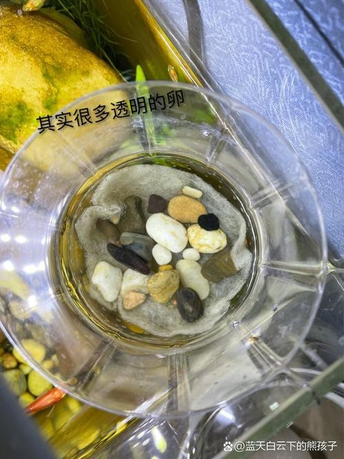 斑馬魚產卵前兆圖片