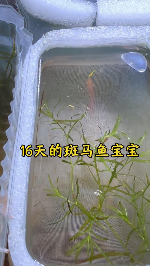 斑馬魚產卵前兆圖片