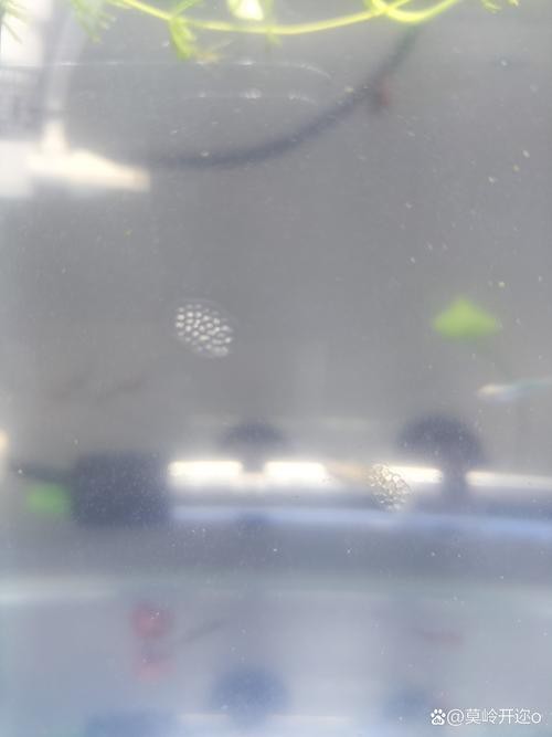 斑馬魚產卵前兆圖片