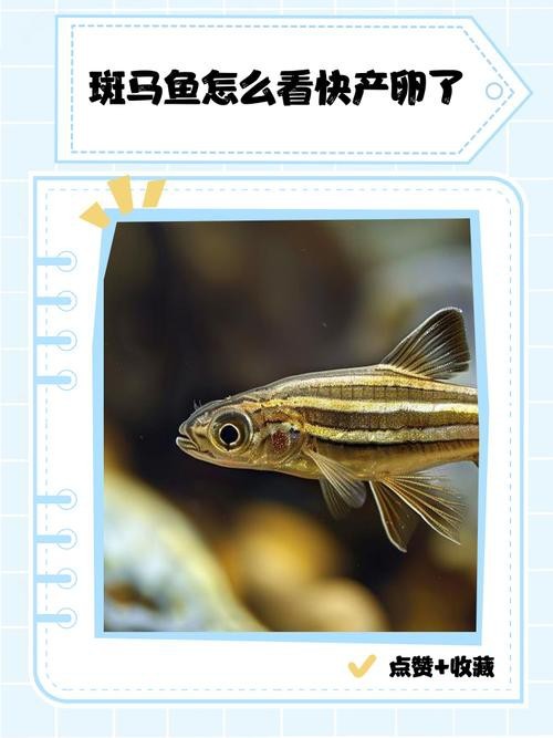 斑馬魚產卵前兆圖片
