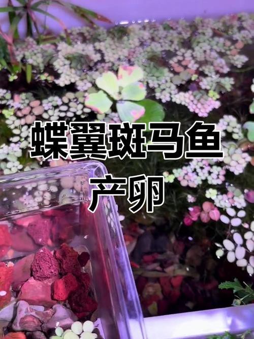 斑馬魚產卵前兆圖片